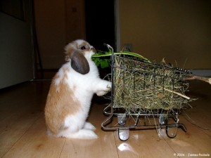 bunny cart